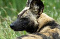 African Wild Dog