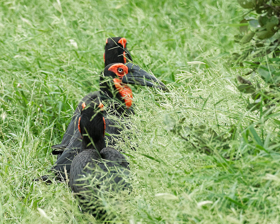 Ground Hornbills