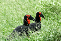 Ground Hornbills