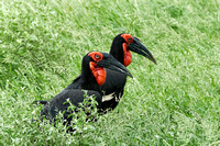 Ground Hornbills