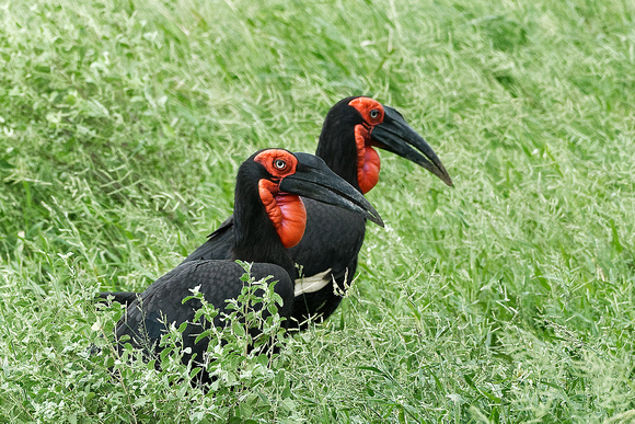 Ground Hornbills