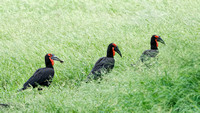 Ground Hornbills