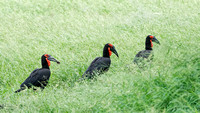 Ground Hornbills