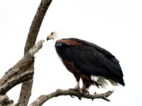 African Fish Eagle