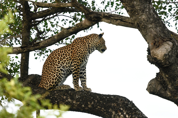 Leopard