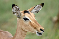 Impala (hind) close-up