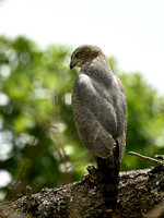 Dark Chanting Goshawk