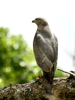 Dark Chanting Goshawk