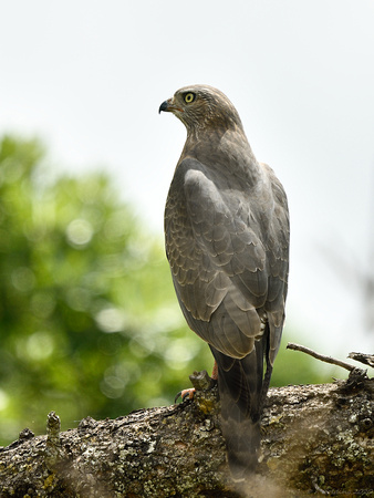 Dark Chanting Goshawk