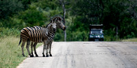 Zebra Crossing!