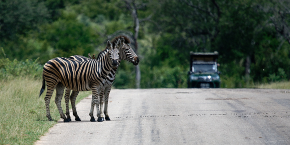 Zebra Crossing!