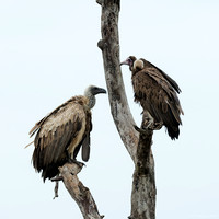 White-backed and Hooded Vultures