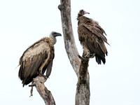 White-backed and Hooded Vultures