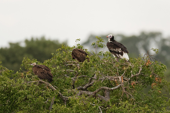 White-headed Vultures