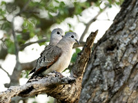 Emerald Spotted Doves