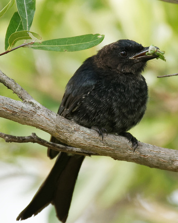 Fork-tailed Drongo