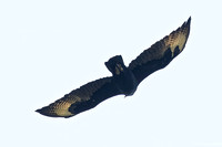 Verreaux's Eagle