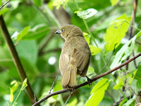 Sombre Greenbul