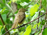 Sombre Greenbul