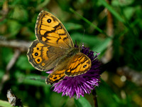 Wall Brown Butterfly