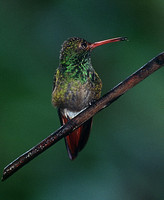 Rufous-tailed Hummingbird at Tandayapa