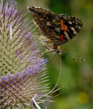 Painted Lady Butterfly