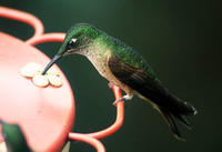 Fawn-breasted Brilliant Hummingbird (Western Slope form)