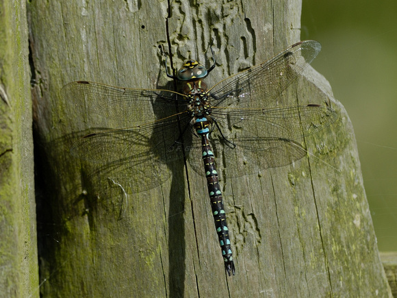 Southern Hawker Dragonfly (male)