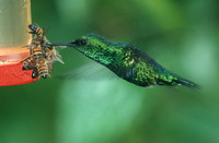 Western Emerald Hummingbird in hover (Tandayapa Lodge)