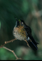 Tyrian Metaltail Hummingbird (Guango Lodge)