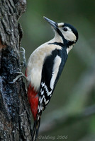Greater Spotted Woodpecker (female)