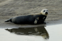 Grey Seal Pup