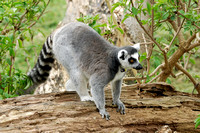 Ring-tailed Lemur (2)