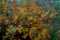 Anthony Waterer foliage in Autumn
