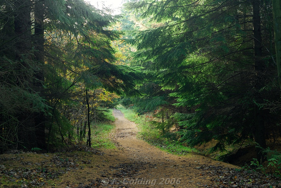 Woodland Trail