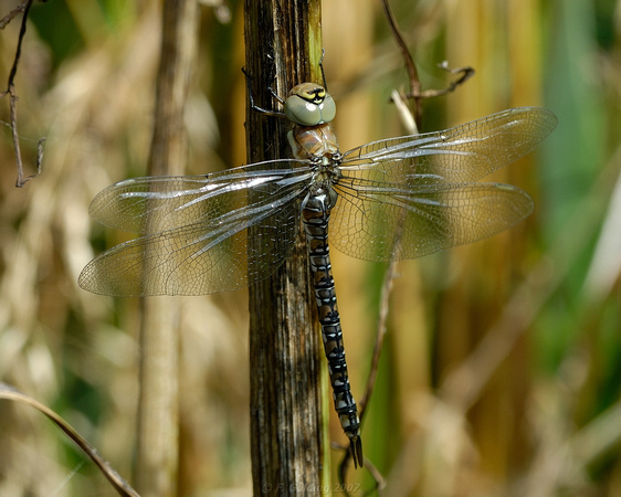 Migrant Hawker Dragonfly (male)