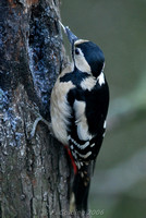 Greater Spotted Woodpecker (female)