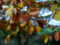 Beech foliage in Autumn