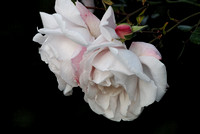 Pink Rambler Roses