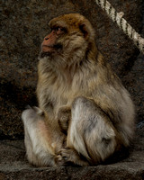 Barbary Macaque