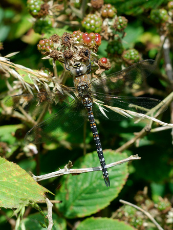 Migrant Hawker Dragonfly (male)