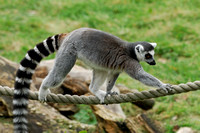 Ring-tailed Lemur (1)