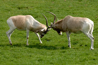 Nyala males