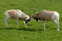 Nyala males