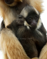 Buff-Cheeked Gibbon (Mother & Baby)