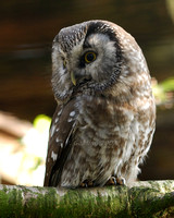 World Owl Trust