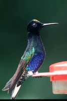 Velvet-purple Coronet Hummingbird (Tandayapa Lodge)