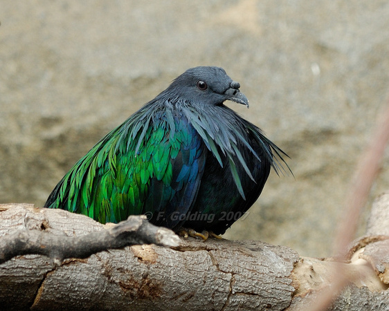 Pigeon species