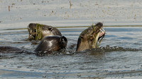 Wild Otters feeding