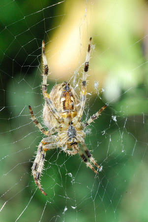 Orb Web Spider